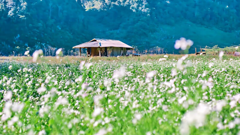 Moc Chau: Your One-Stop Nature Escape