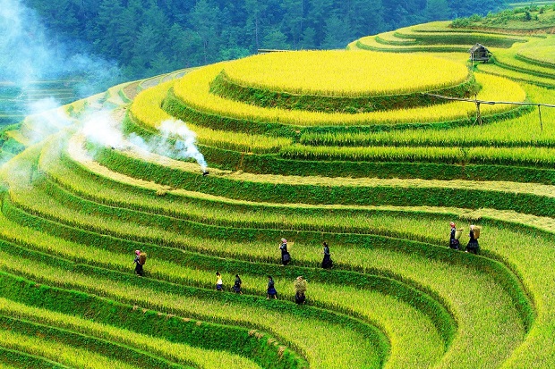 Mu Cang Chai Harvest Season: A Golden Symphony in Northwest Vietnam